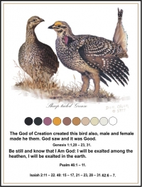 The Sharptailed Grouse