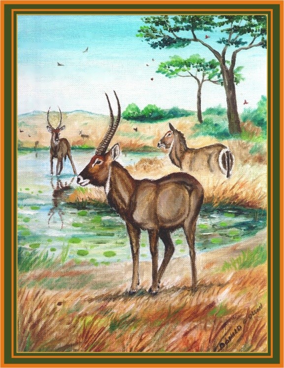 WATERBUCK OIL