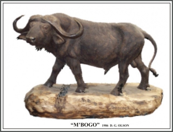 The African Cape Buffalo 1986