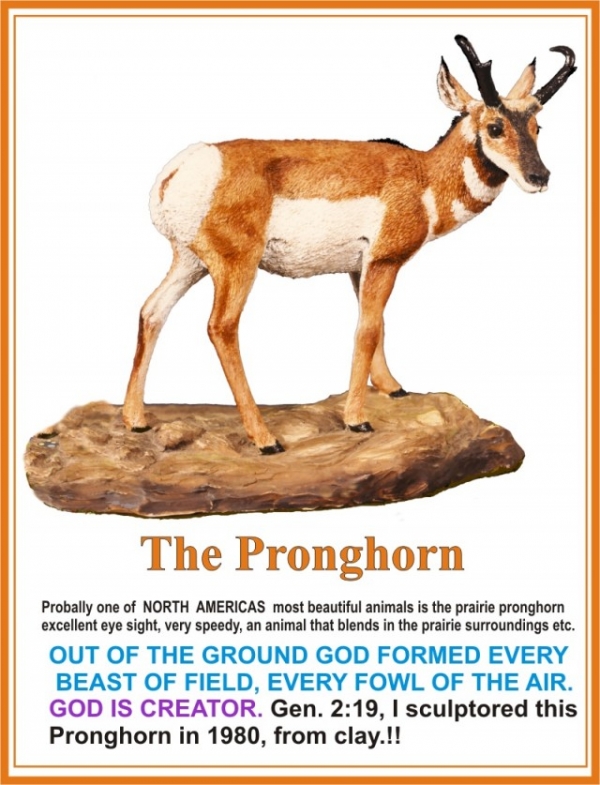 The Pronghorn 1980