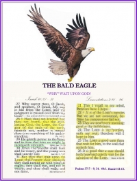 The Bald Eagle