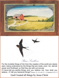 Barn Swallows