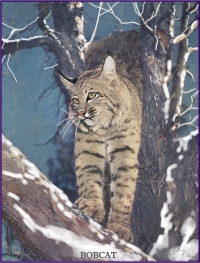 Bobcat