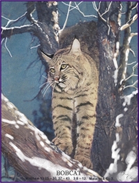 Bobcat