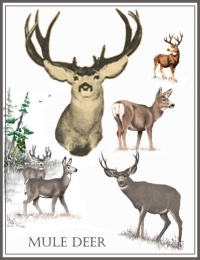 Mule Deer