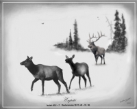 Wapiti