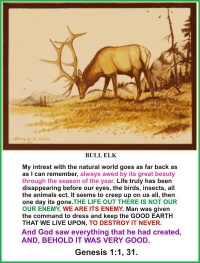 Bull Elk