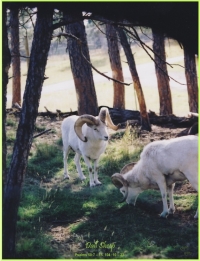 Dall Sheep