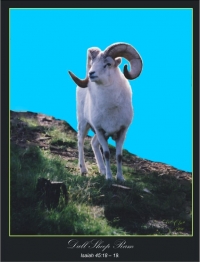 Dall sheep Ram