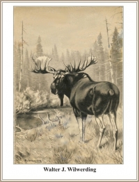 Bull Moose