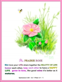 THE PRAIRIE ROSE