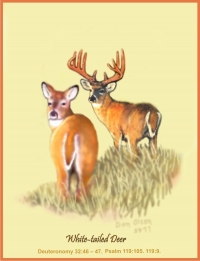 White-tailed Deer