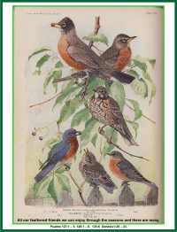 Our feathered friends to be enjoyed