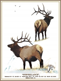 Bull Elk